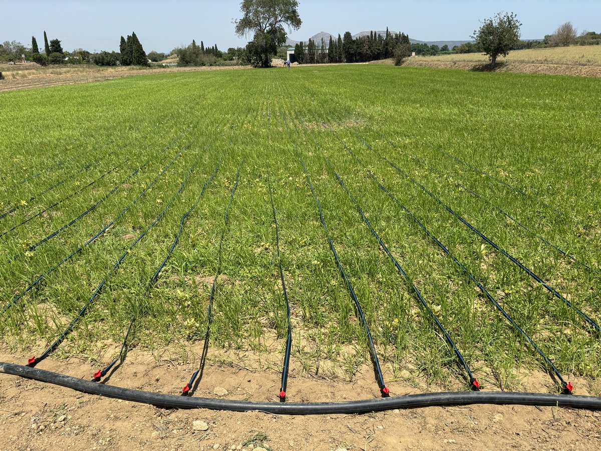 Aqui mostrem fotos del assaig a Pals d’arròs bomba sembrat en sec i regat per goteix.