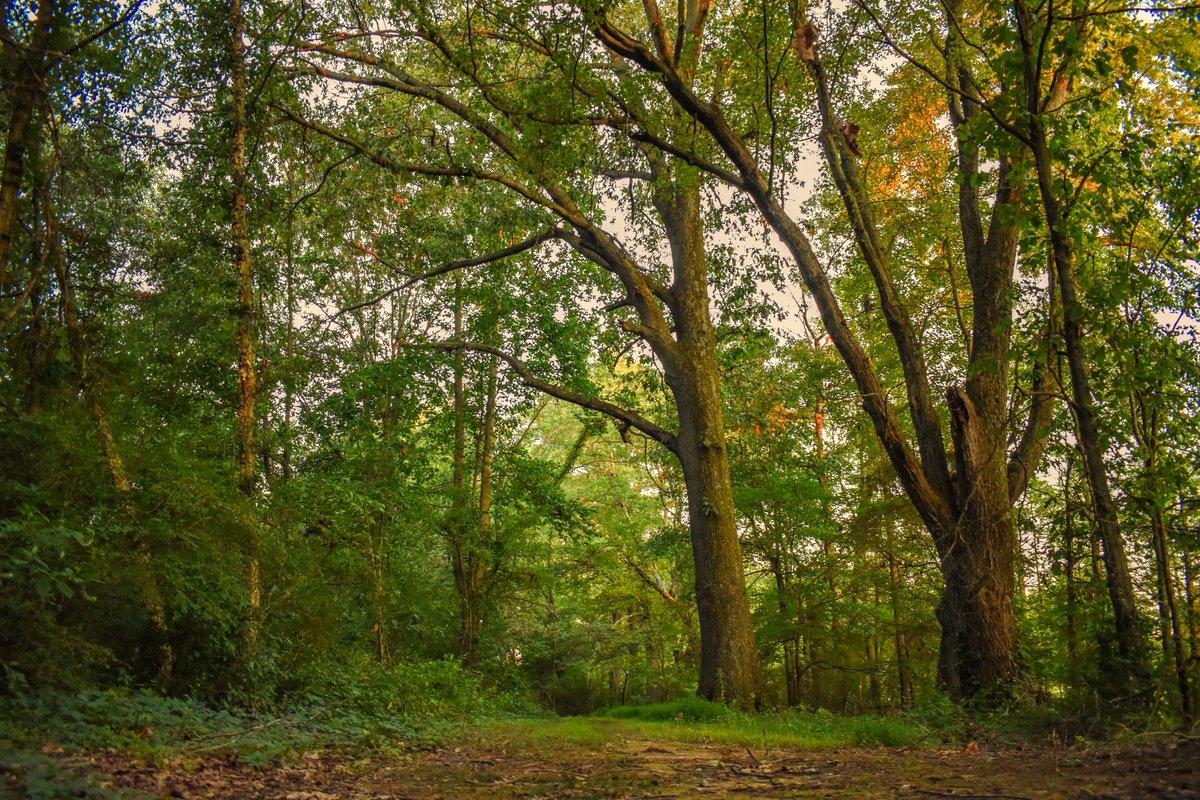 DaviessFiscalCo's tweet photo. The magic of the woods.
#DaviessCounty #Owensboro #Nature #Kentucky #OCTC #VirginiaMilesNatureCenter #AudubonSociety https://t.co/zSemlfytYU