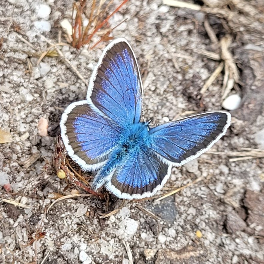 Dorset Heaths Partnership tweet media