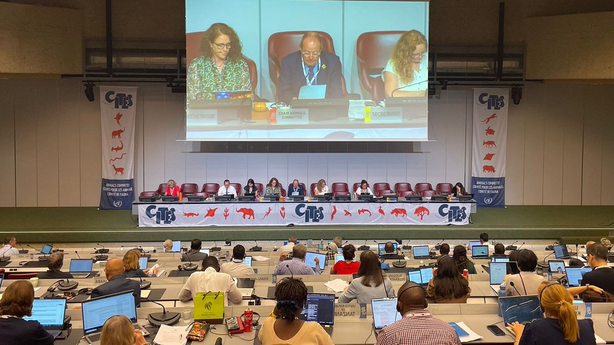 GENetwork's tweet photo. @CITES @ICCWC_WFC @IUCNssc @IUCN @TRAFFIC_WLTrade @IISD_ENB @IUCNRedList @AWIOnline @Geneve_int @TheWCS The plenary session continues on Day 7⃣ of the @CITES #AC33 as delegates are expected to report on Working Group outcomes, regional reports, & other matters, before the meeting's conclusion, where the venue and date of the next meeting of the Animals Committee will be discussed. https://t.co/PGSsB5UeVd