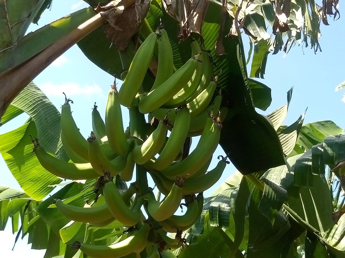 #AnapCuba .Los campesinos Avileños demostrando una vez más que Si SE PUEDE. #AnapCiegoDeÁvila <a href="/FelixDuarteOrte/">Félix Duartes Ortega</a> <a href="/yoel_palmero/">Yoel Palmero Meneses</a> <a href="/SarduyYamila/">Yamila Sarduy Martínez</a> <a href="/PresidenteANAPc/">Presidente Anap</a>