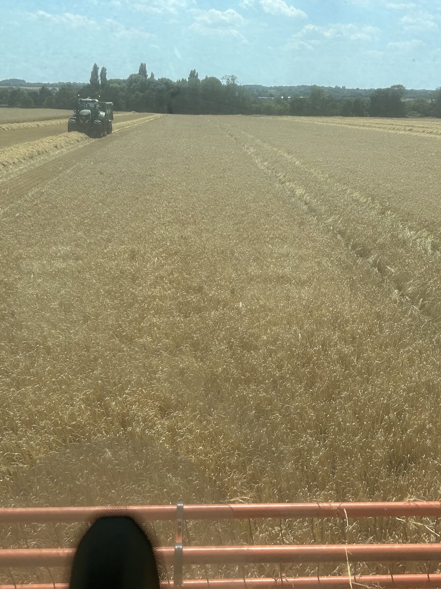 Into the January drilled spring barley 14% mc