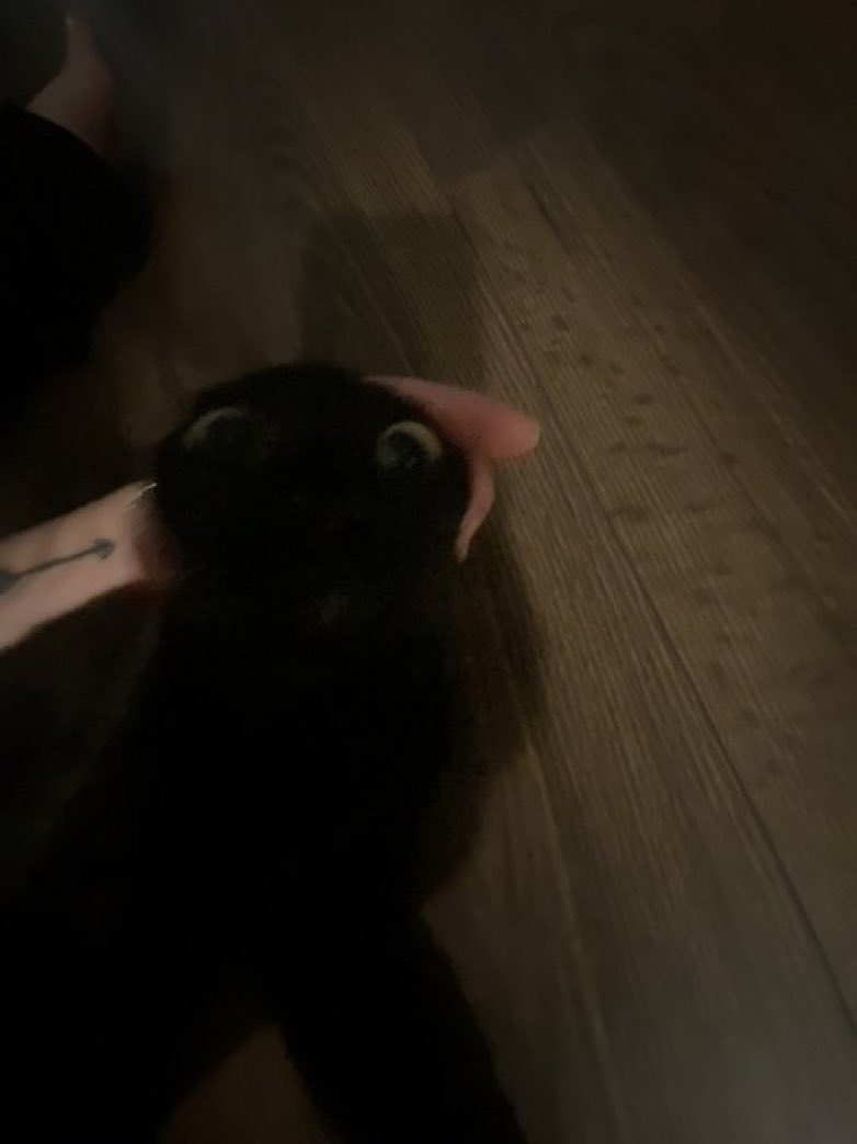CatsHeld's tweet photo. https://t.co/bT3IZt0e7j