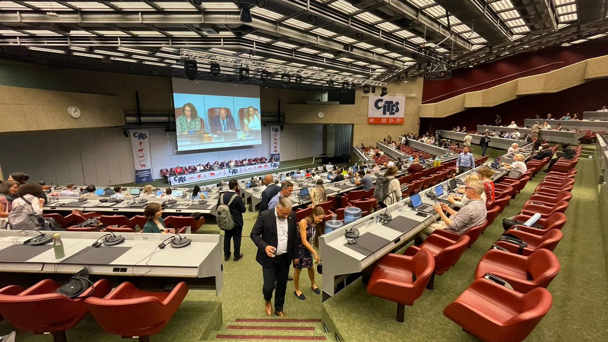 GENetwork's tweet photo. @CITES @ICCWC_WFC @IUCNssc @IUCN @TRAFFIC_WLTrade @IISD_ENB @IUCNRedList @AWIOnline @Geneve_int @TheWCS The plenary session continues on Day 7⃣ of the @CITES #AC33 as delegates are expected to report on Working Group outcomes, regional reports, & other matters, before the meeting's conclusion, where the venue and date of the next meeting of the Animals Committee will be discussed. https://t.co/PGSsB5UeVd