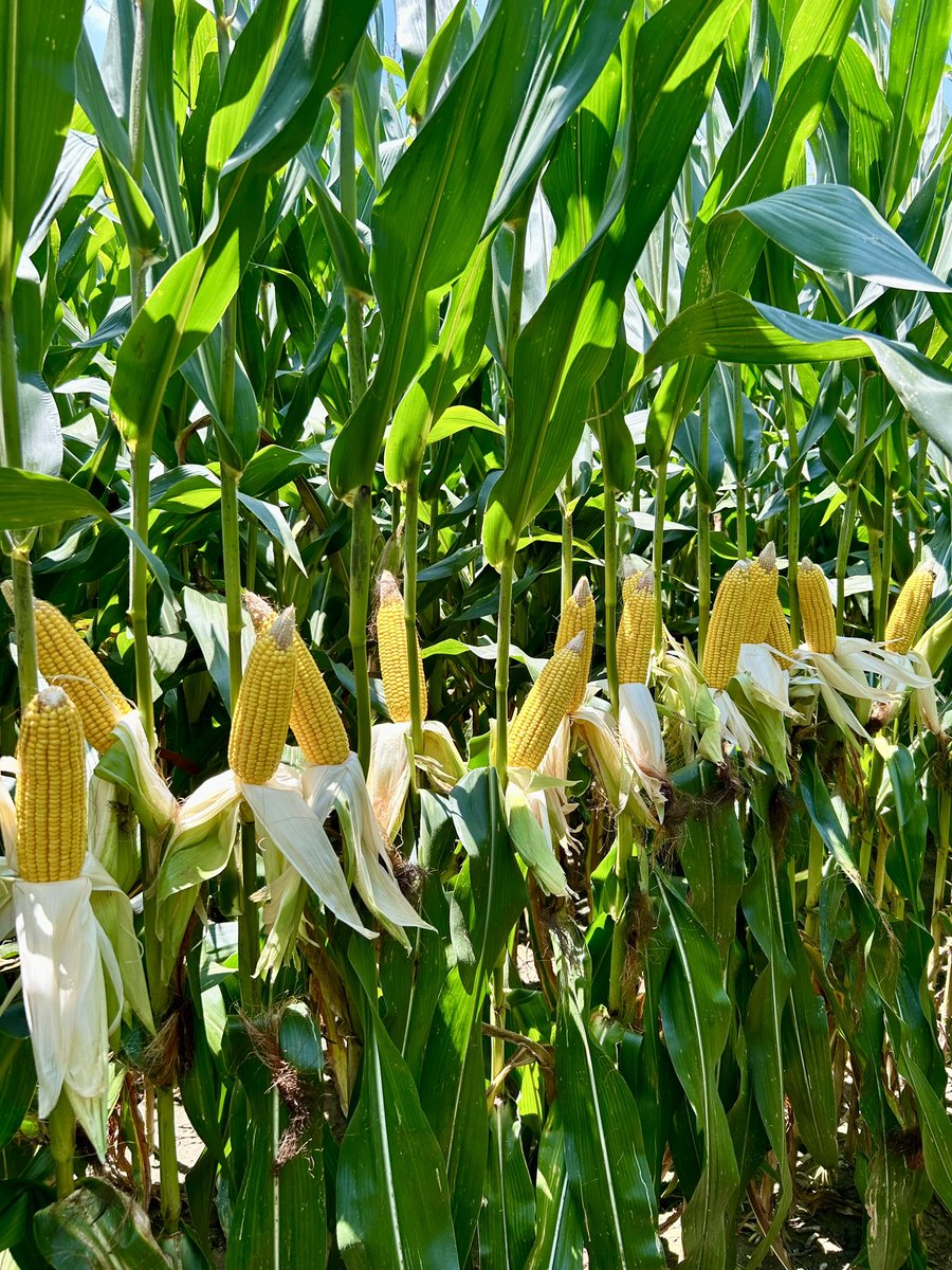 Revere Seed tweet media