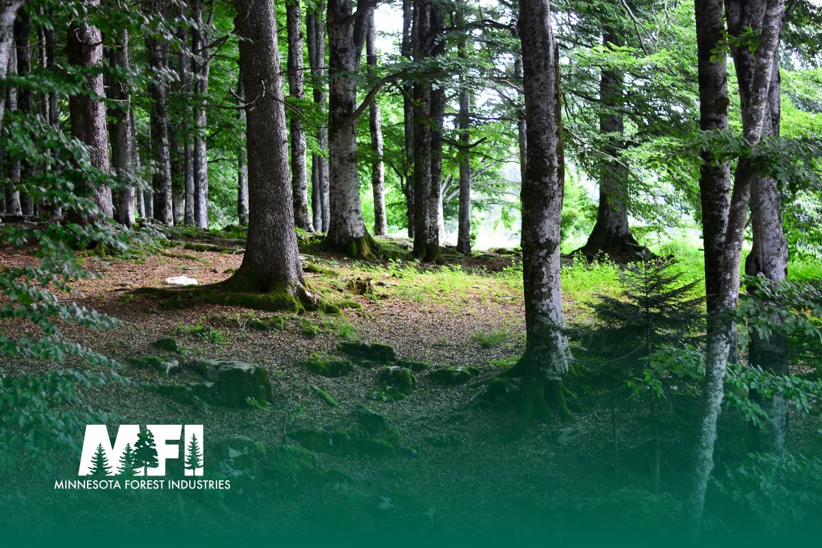 In  2005, the State of Minnesota became the largest public land manager in  the US to certify its lands under the Sustainable Forestry Initiative.   All forestland owned by the DNR, as well as that owned by private forest  industry companies, and several counties, is certified.