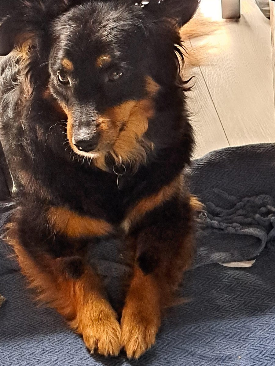 rescuedoggypaws tweet picture