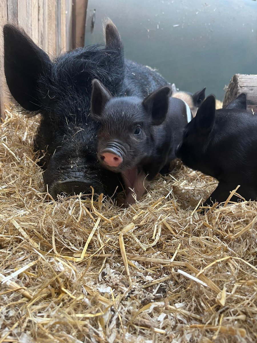New arrivals <a href="/kewlittlepigsuk/">Kew Little Pigs Farm</a> keeping mum Willow on her trotters this Friday. 

#ChilternsTreasures