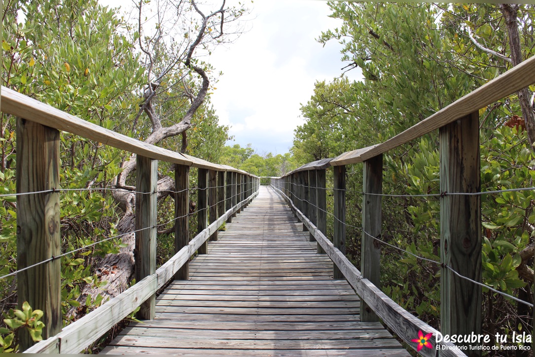 DescubreTuIsla's tweet photo. RESERVA NATURAL, LAS CABEZAS DE SAN JUAN, FAJARDO ¡Descubre Tu Isla! El Directorio Turístico de Puerto Rico #PuertoRico #DescubreTuIsla #Turismo #Tourist #Vacaciones #Travel #Traveler #RoadTrip #Fajardo https://t.co/EpnhEl78eB