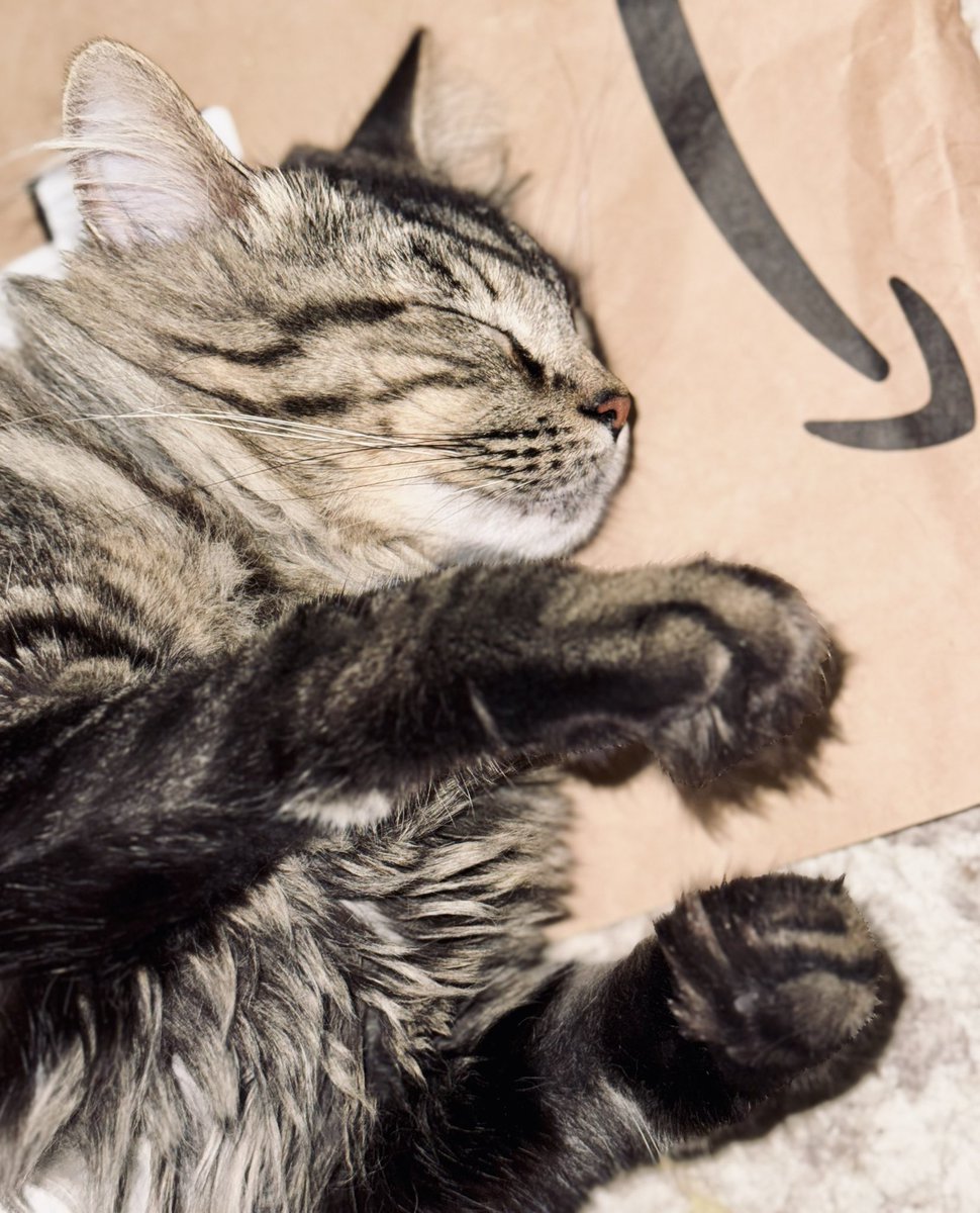 catnipaddicts's tweet image. Prime days are over…dreaming about the boxes to come! @amazon #PrimeDay2024 #CatBox