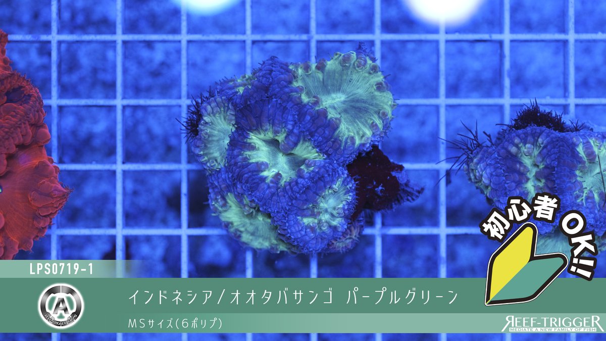 REEF_TRIGGER's tweet photo. New arrival

インドネシア/オオタバサンゴ パープルグリーン
MSサイズ(6ポリプ)
Sサイズ(4ポリプ)

https://t.co/zP8zfHSQtT https://t.co/yM6oVMRoZg