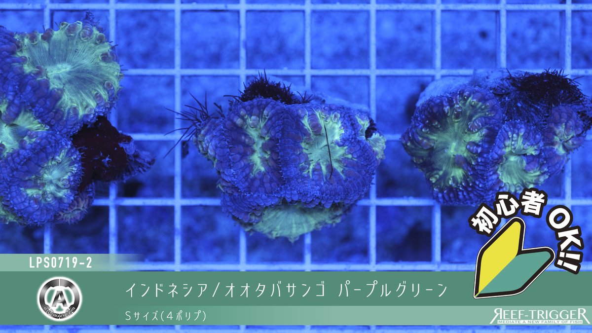 REEF_TRIGGER's tweet photo. New arrival

インドネシア/オオタバサンゴ パープルグリーン
MSサイズ(6ポリプ)
Sサイズ(4ポリプ)

https://t.co/zP8zfHSQtT https://t.co/yM6oVMRoZg