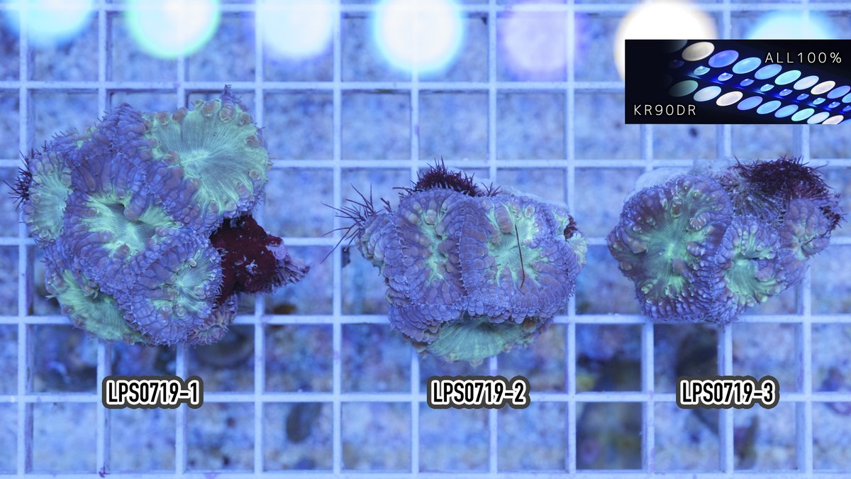 REEF_TRIGGER's tweet photo. New arrival

インドネシア/オオタバサンゴ パープルグリーン
MSサイズ(6ポリプ)
Sサイズ(4ポリプ)

https://t.co/zP8zfHSQtT https://t.co/yM6oVMRoZg