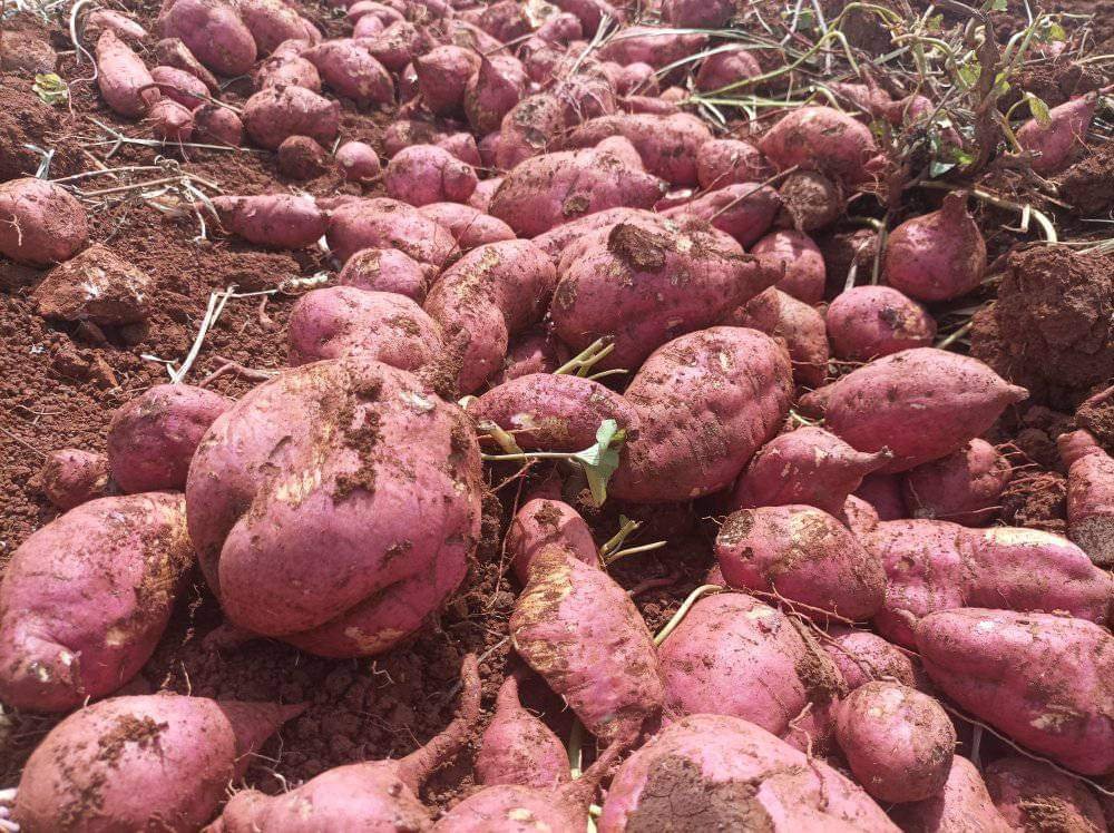 Yeiselvegaglez's tweet photo. Se continúa con la cosecha de producciones como estas y muchas más en la provincia de Ciego de Avila hacia los mercados agropecuarios estatales.
#LatirAvileño 
#SinPer https://t.co/KOVemM6kOD