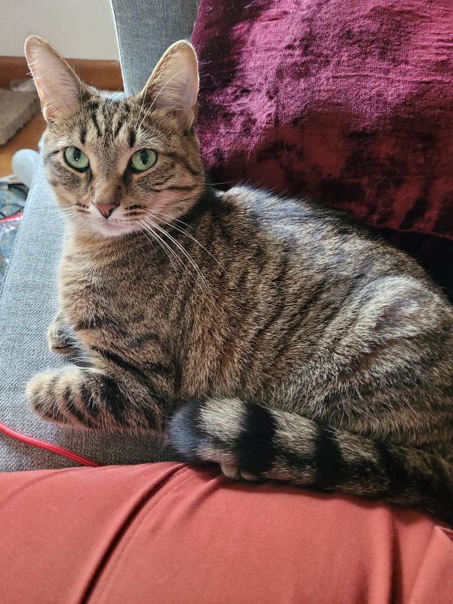 AnAnarchivist's tweet photo. News bad. Have a cat. https://t.co/4qeAxXqXJe