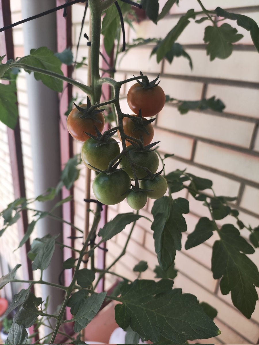 PFS Ossiir (@ossiir03) on Twitter photo 