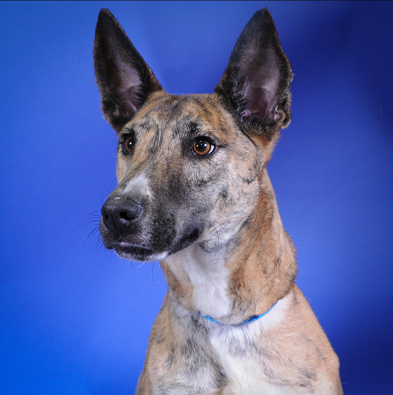 HoustonSPCA's tweet photo. Meet Tiger! πΎ This friendly, playful big dog is looking for his forever home. Right now, all dogs over 35 pounds, including Tiger, are available for just $30. Visit Tiger at the Houston SPCA and give him the loving home he deserves! β€οΈπ #AdoptTiger #HoustonSPCA https://t.co/sgGGWWgZ7c