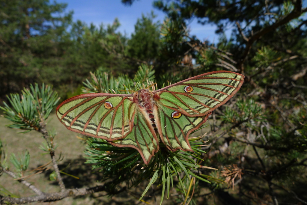biologytdf's tweet photo. The Scots pines in the mountains around stage 18 of #tdf2024 are home to the Spanish Moon Moth, which has a more beautiful name in French - "Le papillon Isabelle".  It has been brought back from the brink in this region...

📷(c) Xavier Béjar CC BY-NC-SA https://t.co/GAYJYl9eBw