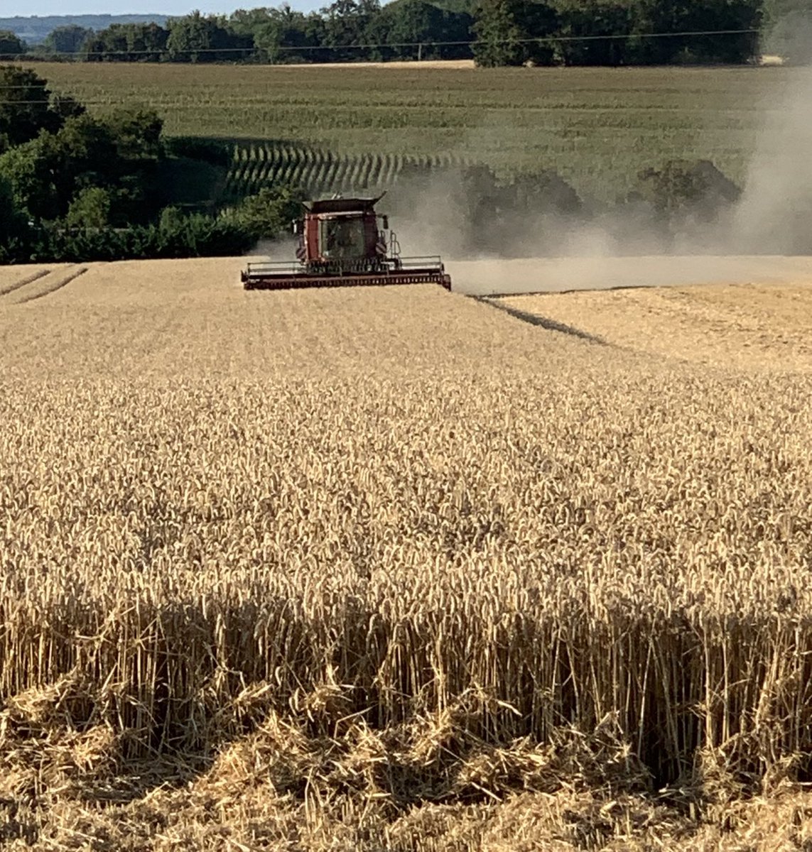 BERTRANDAlex1's tweet photo. La moisson 2024 vraiment décevante. Des blés avec des rendements en recul de 30% heureusement la qualité est intacte.
#axereal, Souflet, INVIVO https://t.co/3CY8DOMUxz