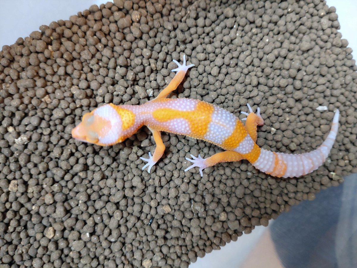 ama_leopa's tweet photo. 頭周りの白抜けが濃いベビー

#タンジェリントレンパー
#レオパードゲッコー 
#ヒョウモントカゲモドキ https://t.co/bE7aFetami