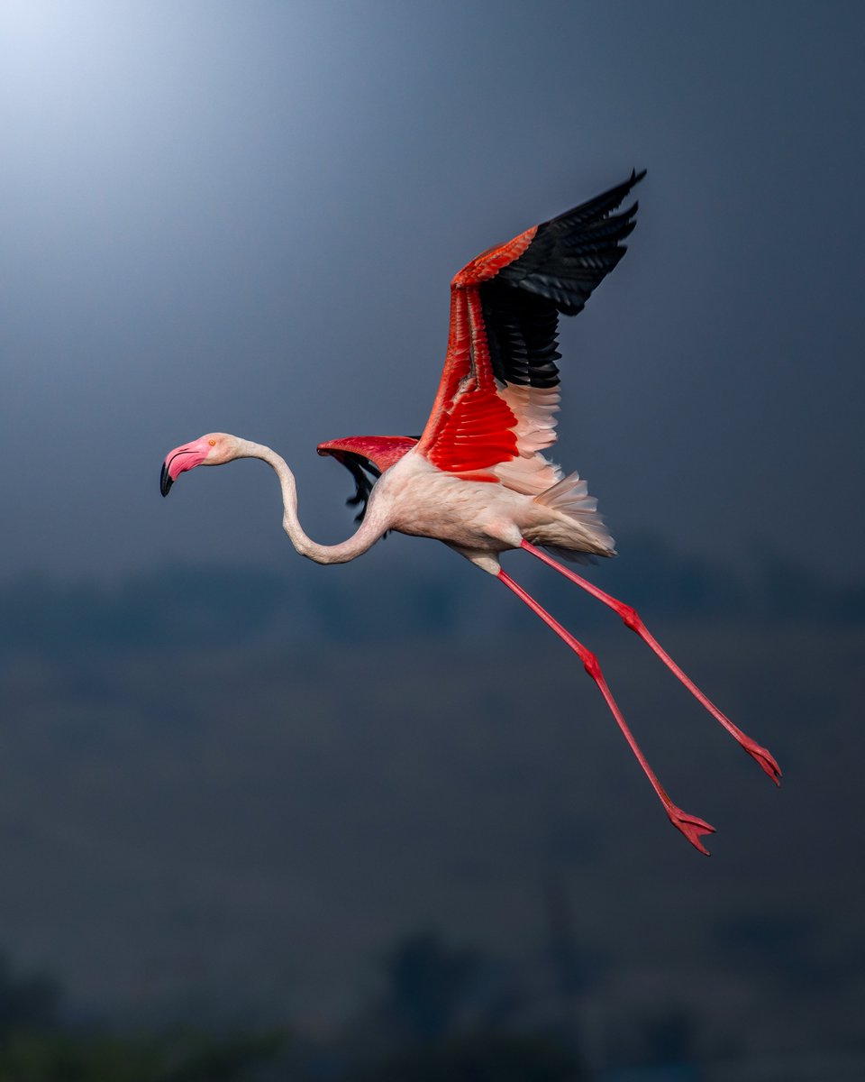 vishalswildlife's tweet photo. Beauty in action 💕✨ Greater flamingo graceful flight 🦩
#birdphography #birdTwitter #twitterbirds #birdpics #birdsoftwitter #nature #naturephotography #IndiAves #TwitterNatureCommunity #dailypic #wildlifephotography #wildlife #birdsseenin2024 #birdinflight #birdwatching https://t.co/SAIKXYImQs