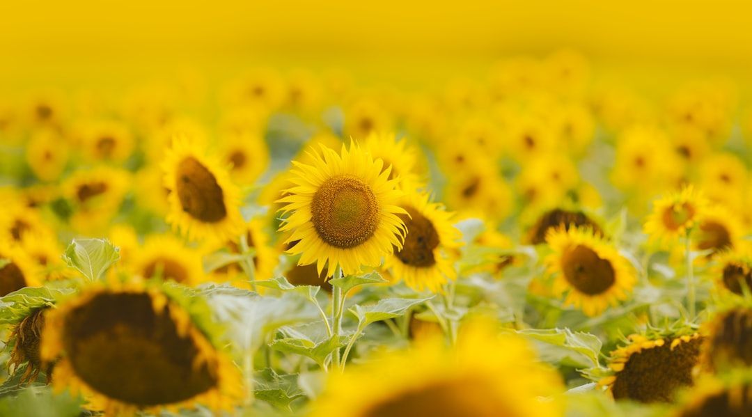 _bdmat's tweet photo. As the end of the Summer term approaches, we want to extend our best wishes to all our colleagues for a relaxing and pleasant summer break. We are excited to have everyone back with us in September! #SummerBreak #BackInSeptember https://t.co/sMPvfKOJMu