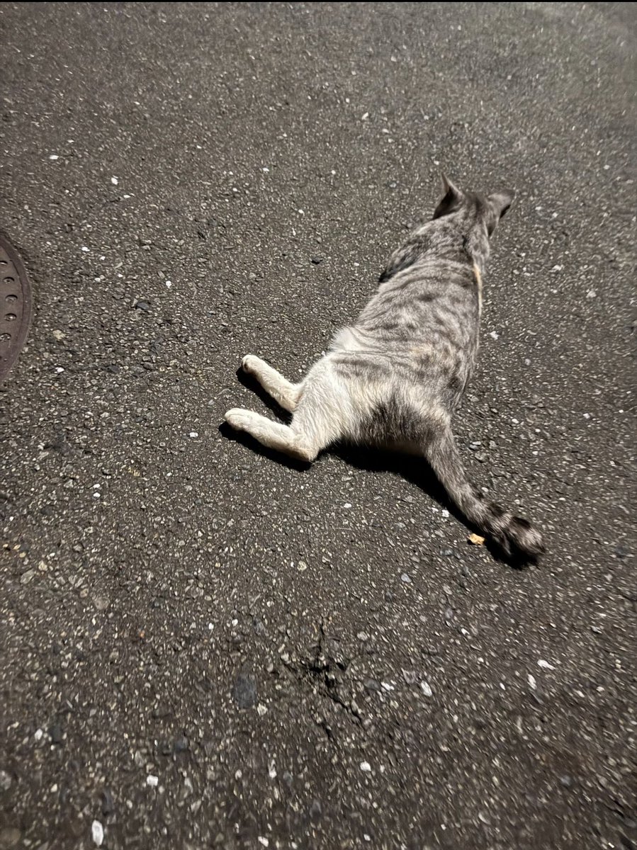 いっつも家の前にいる野良猫がいつ見てもこの体勢でかわいい👏