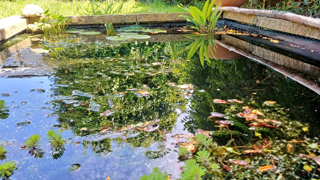 MartynMusicMan's tweet photo. My next musical inspiration... pond life https://t.co/DUDUl1IDfE
