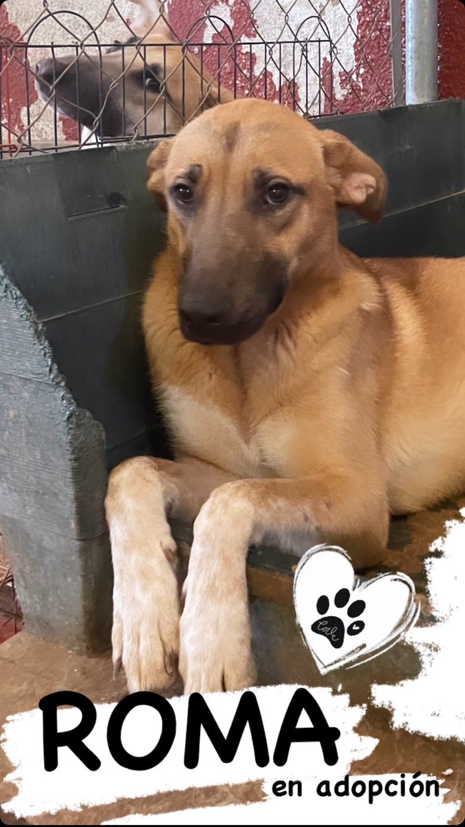 huelladejaen's tweet photo. YUMA &amp; ROMA
 Y cuando será el turno de ellas de poder disfrutar de un hogar? 

Mientras tanto en nuestro refugio están…
Son dos hermanas mestizas XXXL de corazón… https://t.co/T2S8OOr26h