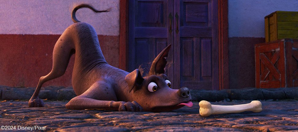 5 ミゲルの忠実な友達のノラ犬ダンテ🐕。犬種は体毛がほとんどない