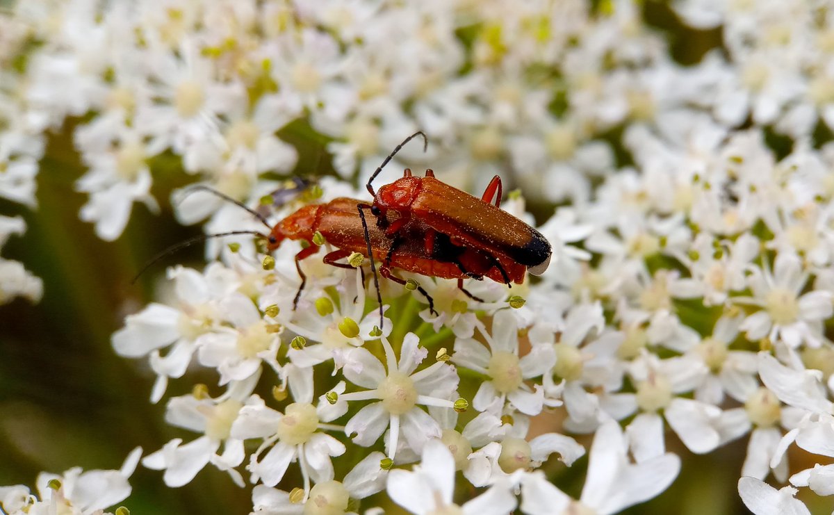 mathew frith (@frithinwood) on Twitter photo 'bloodsucker', 'hogweed bonker' or merely red soldier, this is their time, as <a href="/LevParikian/">Lev Parikian</a> writes 'locked in coleopteran passion... nice work if you can get it... they and their ancestors have doing it for millions of years. I am somehow cheered by the thought.' <a href="/br/">Brenda L Romero</a> 'bloodsucker', 'hogweed bonker' or merely red soldier, this is their time, as <a href="/LevParikian/">Lev Parikian</a> writes 'locked in coleopteran passion... nice work if you can get it... they and their ancestors have doing it for millions of years. I am somehow cheered by the thought.' <a href="/br/">Brenda L Romero</a>
