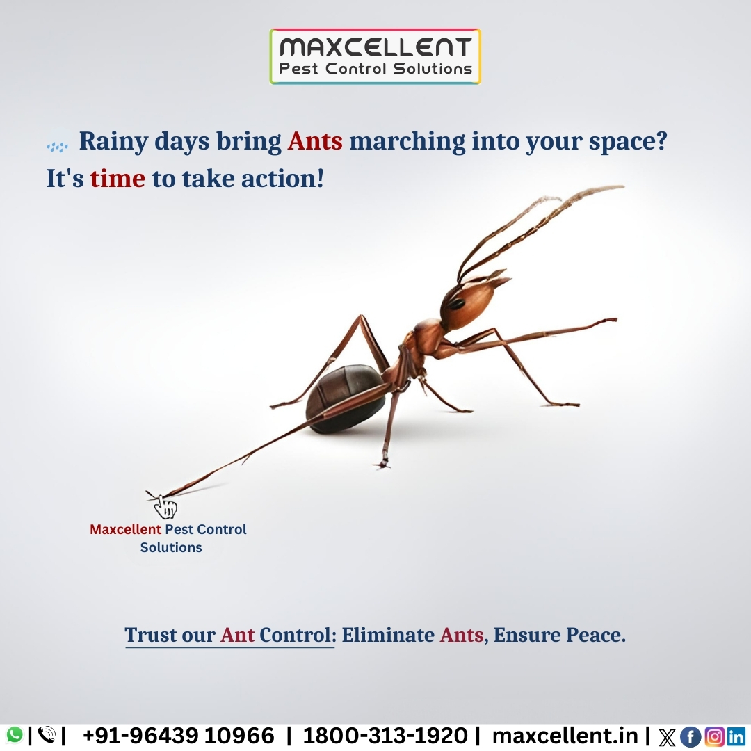 IntegratedMax's tweet photo. 🌧️ Don't let rainy days bring ants into your space! Take action with our trusted ant control services.
 We eliminate ants swiftly, ensuring your home stays peaceful &amp; pest-free.🐜☔️ 

📞9643910966
🌎https://t.co/K5b7JVqmhP 

#AntControl #MIS #Pestcontrol #Ecofriendlly #Ants https://t.co/mNWRV86NRA