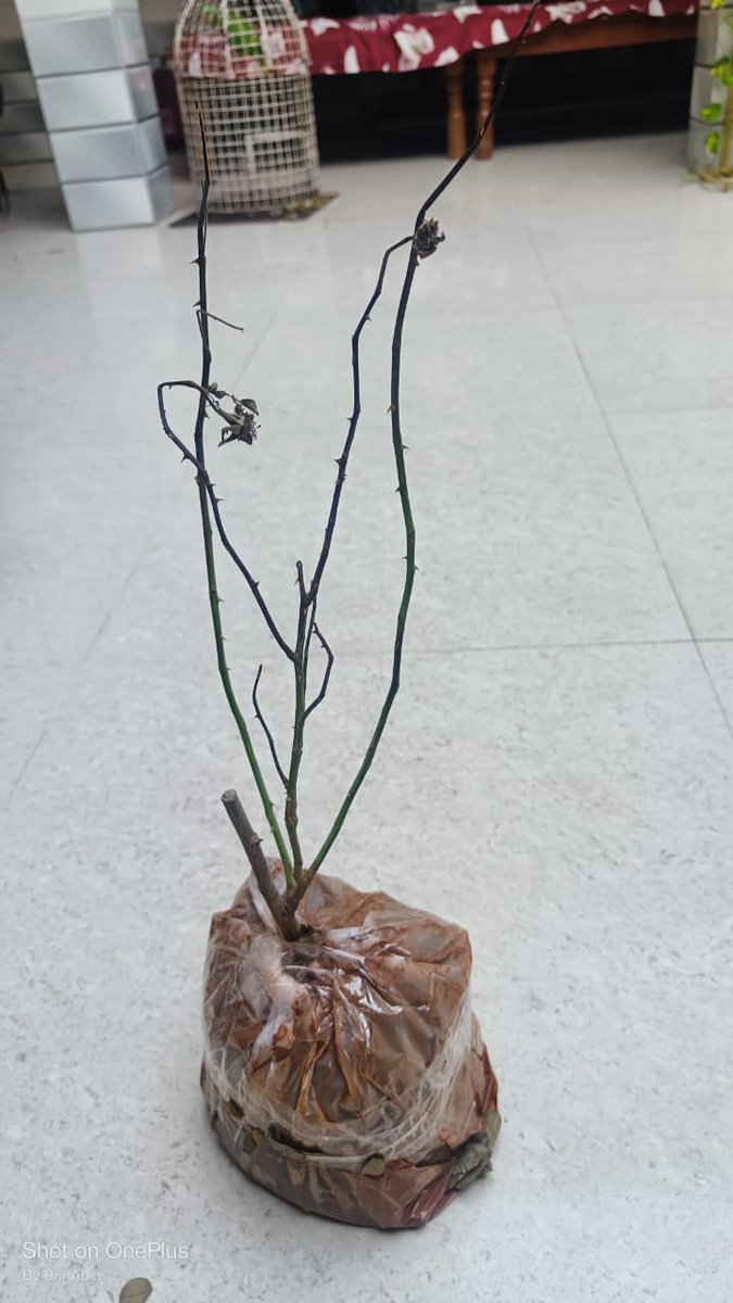 WARI0US's tweet photo. @nurserylive Ordered 2 plants from @nurserylive, promised an extra plant with a coupon. Order arrived 20 days late with only 2 plants, both dried and dead. Packaging was atrocious. No refund or replacement option available. Complete waste of time and money. Will never order from them again! https://t.co/cnNuseHklP