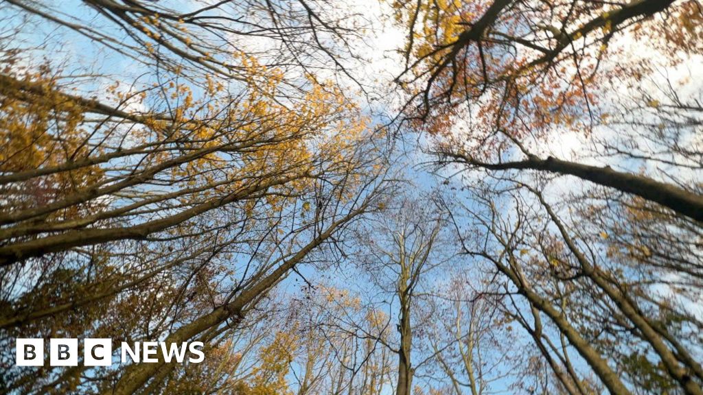 ALLTHESWNEWS's tweet photo. One million trees planted for 'Forest of Cornwall' https://t.co/cHxvHNdUmN https://t.co/ZNvqHbWFxP