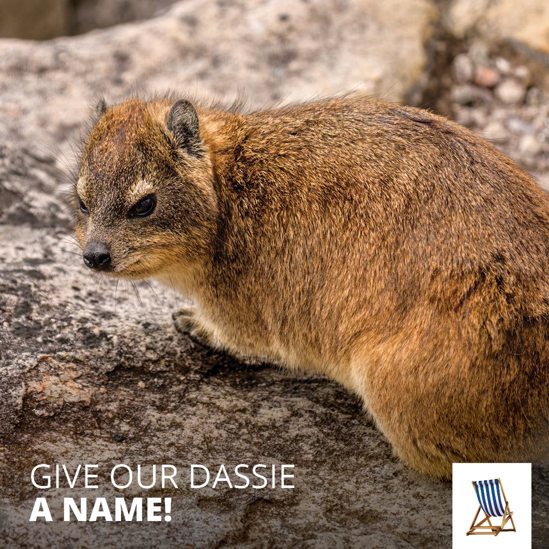 avalonsprings01's tweet image. A Dassie is our spirit animal at #AvalonSprings! 😌 They just love eating and lazing about… What’s this one’s name?

#FridayFun
#AvalonHolidays
