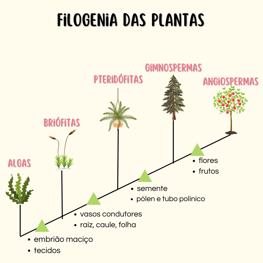 MELdicina's tweet image. MINI REVISÕES PARA O ENEM - FILOGENIA DAS PLANTAS
*algas não são consideradas plantas, e sim protistas, pq não compartilham a apomorfia do reino plantae, que é um embrião maciço de nutrição matrotrófica e tb não possuem tecidos