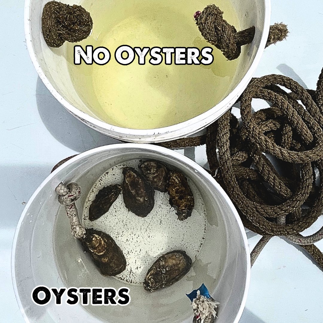 Oysters are the best!🦪 Look at the difference these oysters made in a bucket full of harbor water in just a couple of hours. #FilterFeeders #Baltimore