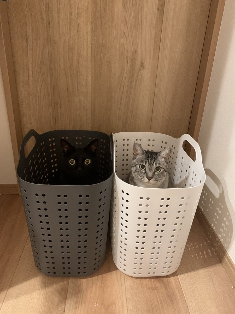 hasebe39's tweet photo. Black or White

#cat https://t.co/Dx8GEGZVrA