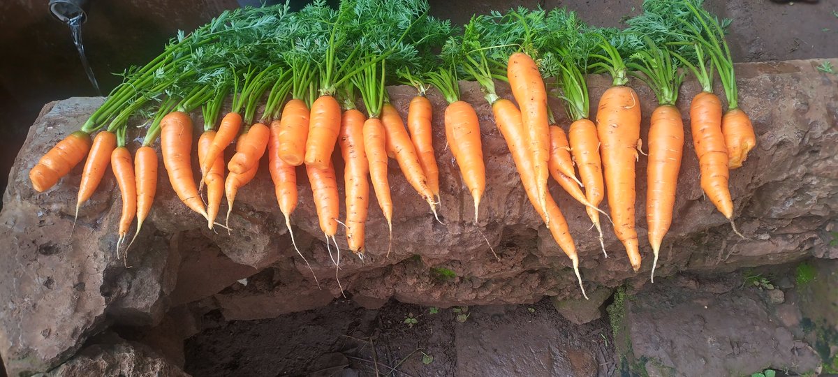 DivineOrganicUg's tweet photo. In one month's time, these carrots will be ready for harvesting for the markets. We are happy with the performance of the #smallholder carrot farmers in #Kween, #Kapchorwa and #Mbale. #HortiMAP #Carrots_Ug @TechnoServe @IrlEmbUganda #Amaro #MothersLove https://t.co/0LUAtMh7dG