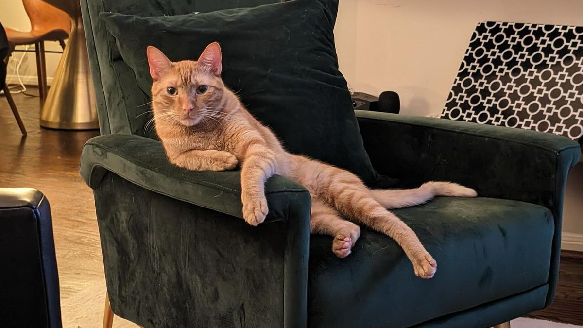 🚨MISSING KITTY MONTROSE AREA🚨

This is Mosk. He got out last night near Gray and Crocker street in the Montrose area of Houston. If you have seen him or found him, please DM me. He belongs to my dear friend, Jen. He is chipped but no collar. RT if you can as well.