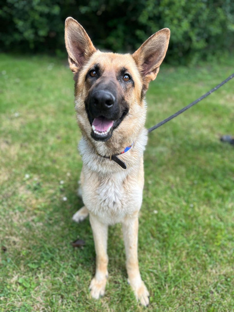 gsrescueelite tweet picture