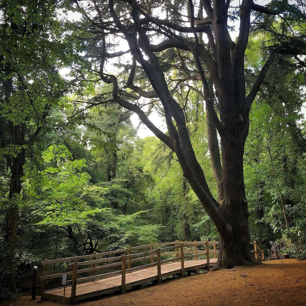 OfficialSuri's tweet photo. 🌳Sydenham Hill Wood 

It's so convenient! It's very friendly to hikers! 
The forest is not big and you can finish it in two or three hours. https://t.co/MJffEEZt8u