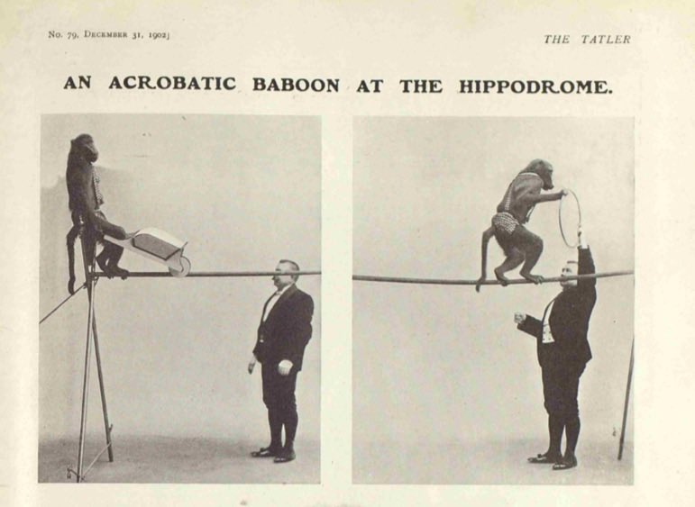 Registers of performing animals! LCC/PC/ANI/02 Latest from @LdnMetArchives, will be along to go through these records! A bit after Grais’ performing days but what a treasure trove these will be.
