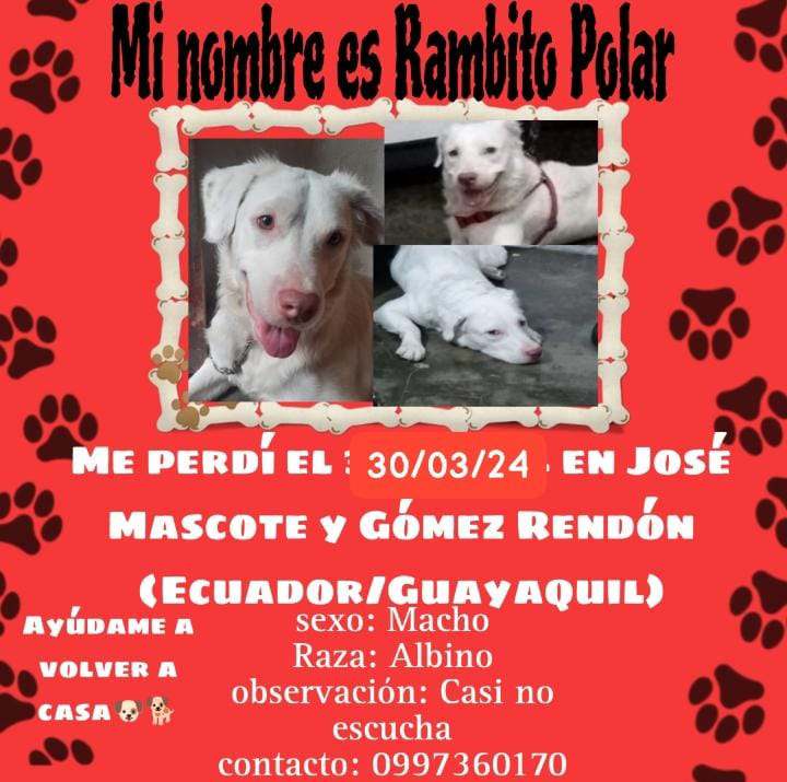 AlertaMePerdi's tweet photo. #PERDIDO #GUAYAQUIL
Nombre: #RAMBITO
Fecha: 30/03/24
Sector: Centro, José Mascote y Gómez Rendón
Sexo: Macho
Raza: Mestizo
Obsv.: Es timido y casi no escucha
Contacto: 0997360170
¡Ayúdalo a volver con su familia!
#AlertaMePerdí https://t.co/eqDabVq2qU