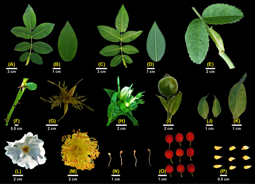 NordicJBotany's tweet photo. 🇮🇳Several new species from India in EV:
Rosa aharbalensis by Wani et al. https://t.co/DKSwSUouEL
Emblica chakrabartyi by Sunil et al.
https://t.co/aWg8VYX26u
Chlorophytum kolliense by Soosairaj et al.
https://t.co/oM0Vt80hnc https://t.co/VgpMRTZSE2