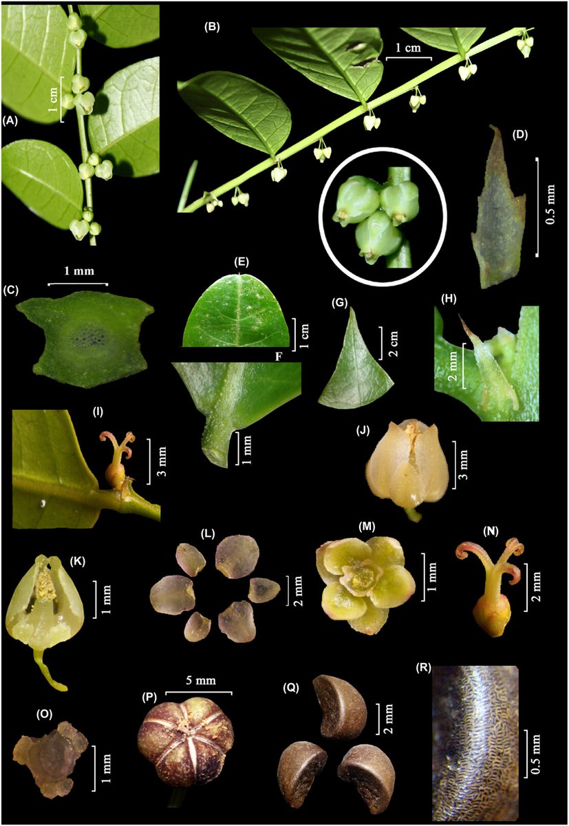 NordicJBotany's tweet photo. 🇮🇳Several new species from India in EV:
Rosa aharbalensis by Wani et al. https://t.co/DKSwSUouEL
Emblica chakrabartyi by Sunil et al.
https://t.co/aWg8VYX26u
Chlorophytum kolliense by Soosairaj et al.
https://t.co/oM0Vt80hnc https://t.co/VgpMRTZSE2