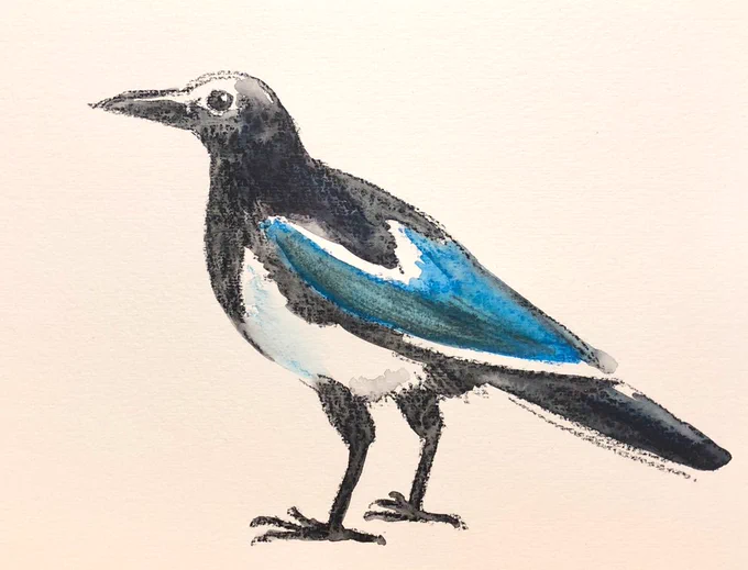 カササギ カワイイ