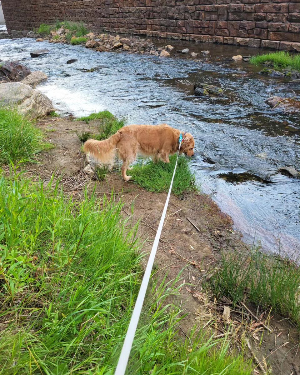 catcrazyknitter's tweet image. After a 5 mile walk on the trail, we had to make a stop at the creek of course!

#lifeisgolden #derpydog #mickelsontrail #FridayVibes #esa #GoldenRetriever