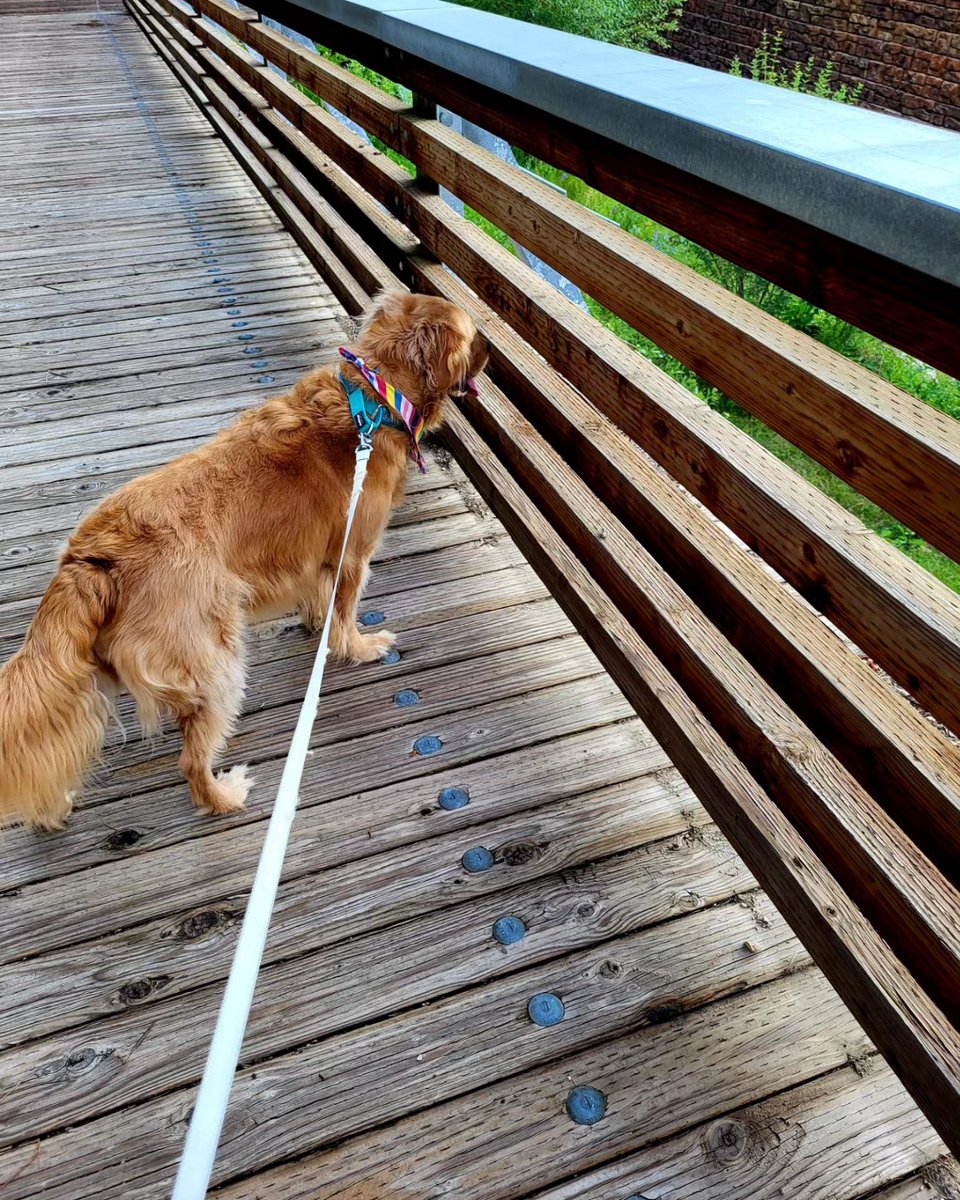 catcrazyknitter's tweet image. After a 5 mile walk on the trail, we had to make a stop at the creek of course!

#lifeisgolden #derpydog #mickelsontrail #FridayVibes #esa #GoldenRetriever