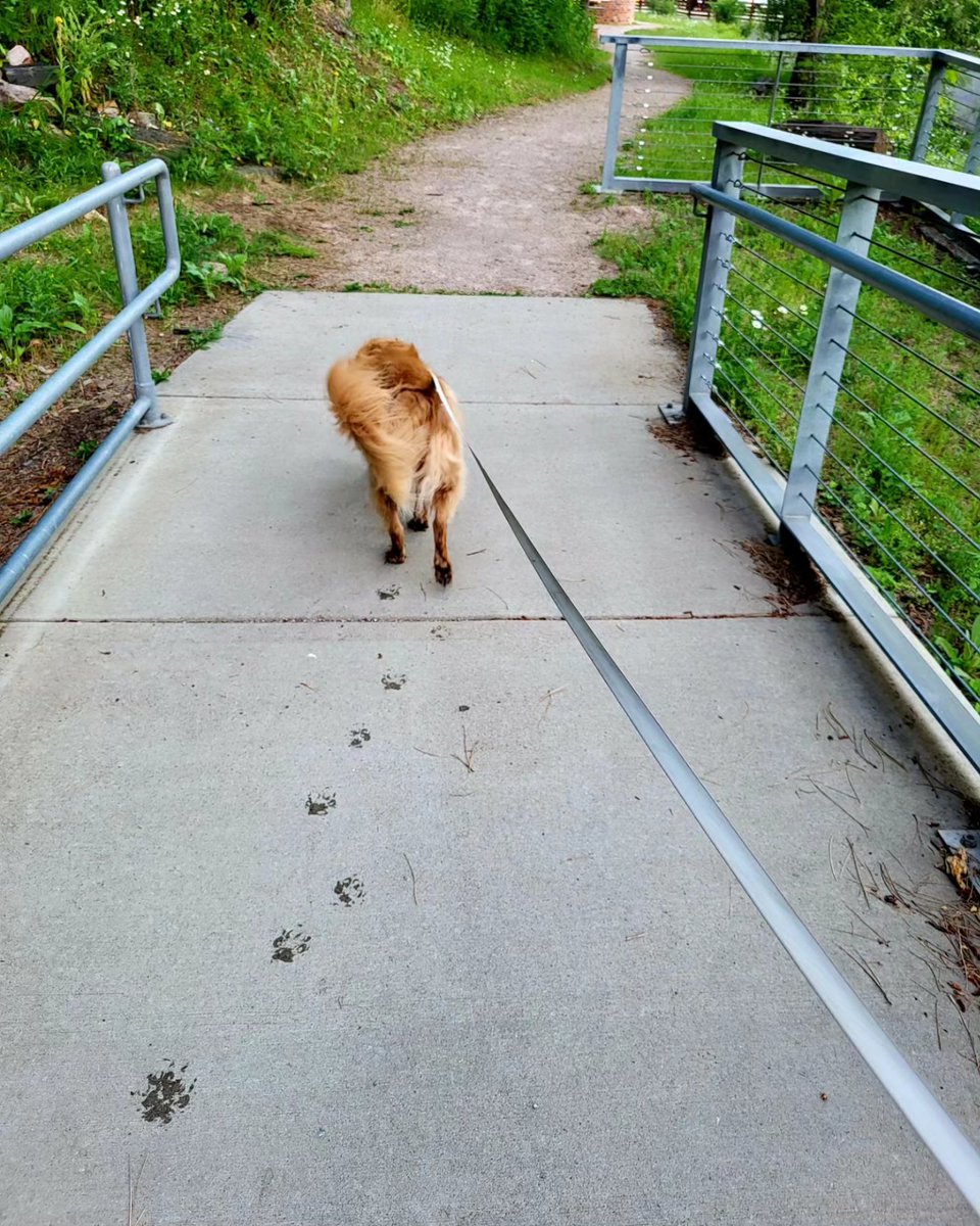 catcrazyknitter's tweet image. After a 5 mile walk on the trail, we had to make a stop at the creek of course!

#lifeisgolden #derpydog #mickelsontrail #FridayVibes #esa #GoldenRetriever
